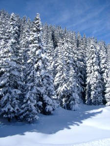 Snow Covering Pine Trees